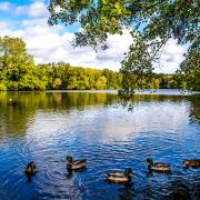 Weald Country Park