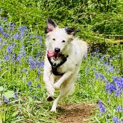 Missie the border collie enjoys a walk through the woods.