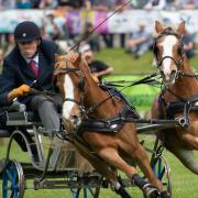 The Devon County Show always draws large crowds of spectators. Photo: Devon County Show