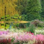 Astilbes from the National Plant Collection at Marwood Hill Gardens. Photo:Rob Dougall