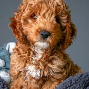 Digby the Cockapoo