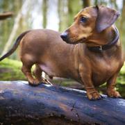 Owen Brown © Shutterstock