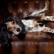 There’s nothing better than a cosy pub after a long muddy walk with your four-legged friend.