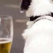 Dog friendly walks in Cheshire Photo Thinkstock/pdtnc