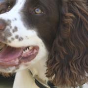 Maddie the Cocker Spaniel. Photograph: Evie Norman