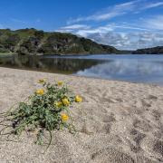 In summer Loe Bar has yellow-horned poppy