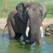 At Noah's Ark in Wraxall you can see all the big wild animals, with giraffes, elephants, tigers and much more.