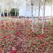 The poppies will be on display until 12 November