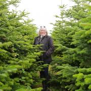 Lynn Riley of Frodsham Christmas Trees