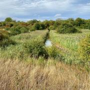 The Chelmer & Blackwater Nature Reserve is now a flourishing habitat