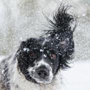 These are the dog breeds most at risk of health complications as temperatures fall, and what owners can do to protect them