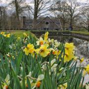 Springtime at Dunham Massey.