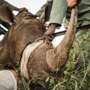 British Photography Awards 2022 Documentary Winner, taken on behalf of the charity Tusk during the relocation of a mother rhino and her calf to a new reserve in South Africa.