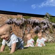 Jimmy, Jensen and Jaxson @the_cheshire_triplets