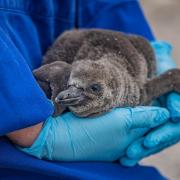 Chester Zoo is hiring a keeper to look after a variety of its bird species including penguins and parrots