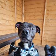 Six-year-old Freddo is one of Cheltenham Animal Shelter's long-stay residents