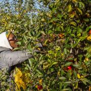 Charmaine Jacobs picking apples (c) Sheradon Dublin