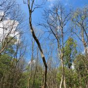 How ash dieback looks as it ravages the countryside. YWT