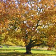 Tree-laxation is part of forest bathing. Kam Hong Leung