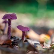 Amethyst deceiver. (c) Carol Hall