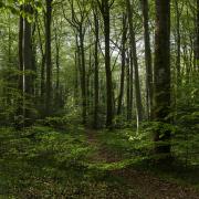 New woodland in Hampshire could be popping up in just 20 to 30 years by using this new technology. Image: Getty