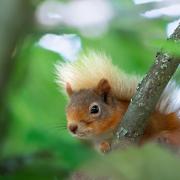 Red squirrels can be spotted at Mere Sands Wood.