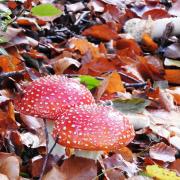 Fly agarics on autumn leaves. Photo: David North