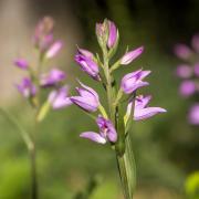 Cephalanthera rubra. Image: Getty