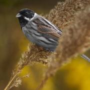 Male reed bunting. PHOTO: Alan Price