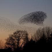 Starlings murmurating at Brockholes. PHOTO: Danny Green