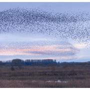 A magical murmuration at Ripon City Wetlands. (c) Clive Stones