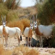 Scimitar-horned oryx