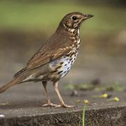 Song thrush (c) RSPB