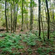 These ancient woodlands provide a nature network for wildlife Credit: Claire Banks Photography