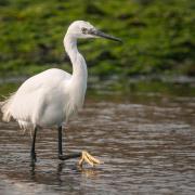 Head to Hampshire's coastline and marshes to spot local birdlife. Image: Getty