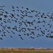 A large flock of brent geese at NWT Cley Marshes.