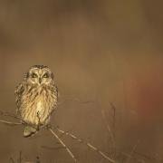 Short eared owl adult perched in small tree