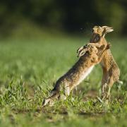 The boxing of brown hares is the best-known courtship ritual of all UK wildlife