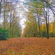 The walk takes in beautiful woodland.