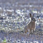 A hare stands in a North Yorkshire stubble field in early spring.