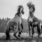 Stallions of Massingham Heath