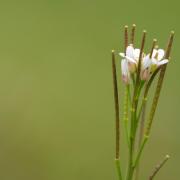 Hairy bittercress.