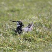 A lapwing on the nest.