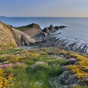 Thrift and gorse in flower near Hartland Quay.
