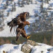 A falconer's golden eagle photographed in Glen Feshie