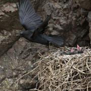 Raven and chicks
