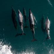 Dolphins swimming off the coast of Sussex.