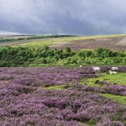 Heather in bloom as sheep graze over the rugged North York Moors National Park