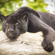 Neron the black jaguar came to the Sanctuary as part of the breeding programme for jaguars. He was about 18 months old. Paired with his breeding partner Kerra, they've gone on to become parents to a daughter, Inka.