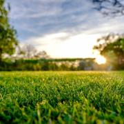Is your lawn worthy of Wimbledon?
